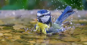 Abenteuer Garten: Entdecke die Welt der Vögel