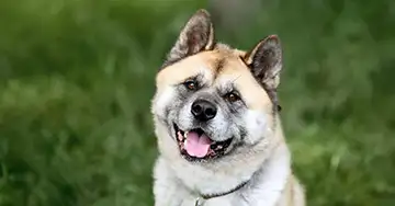 Unser Patenhund Kibo