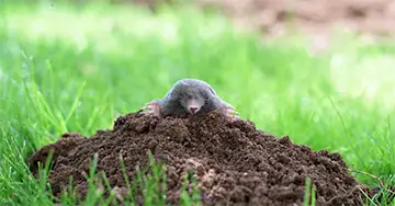 Maulwurfshügel im Garten? Tipps für eine schonende Lösung