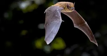 Lautlose Akrobaten: Willkommen in der Welt der Fledermäuse